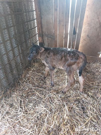 Телёнок телочка телка корова