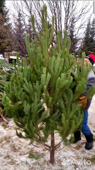 Сосны новогодние живые