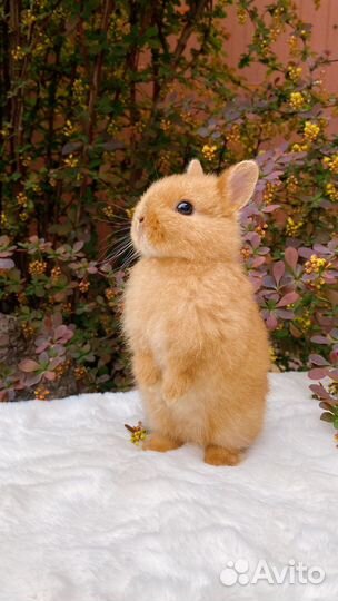 Крольчата с блестящей шерстью, сатины