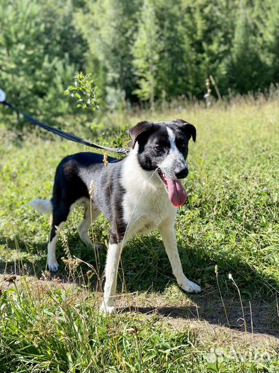 Собака «Митра»