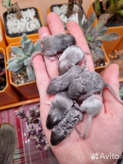 Декоративные мыши