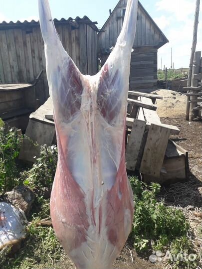 Мясо баранина свежая/домашняя
