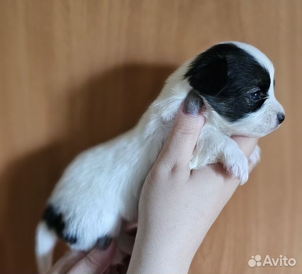 Щенки папийона