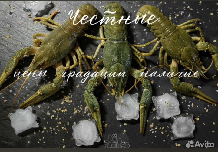 Раки живые (опт/розница)