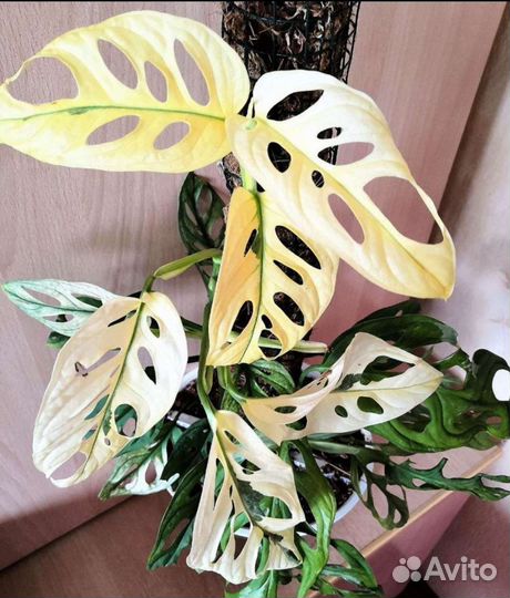 Монстера Archipelago ghost