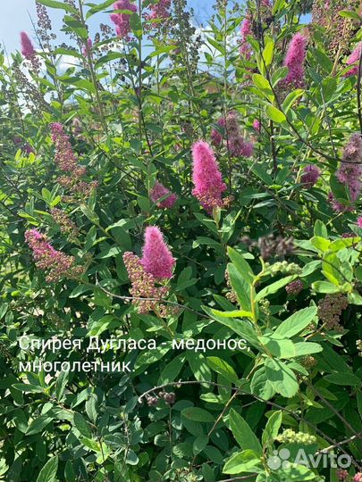Спирея Дугласа, медонос, многолетние