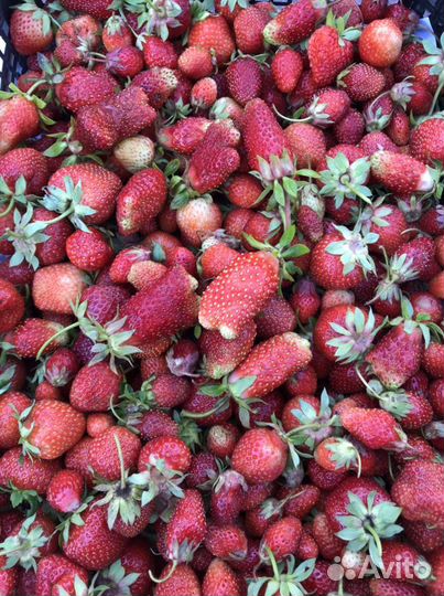 Усы и ягода клубники Купчиха