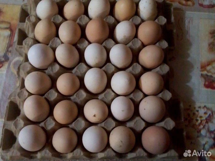 Яйца куриные домашние