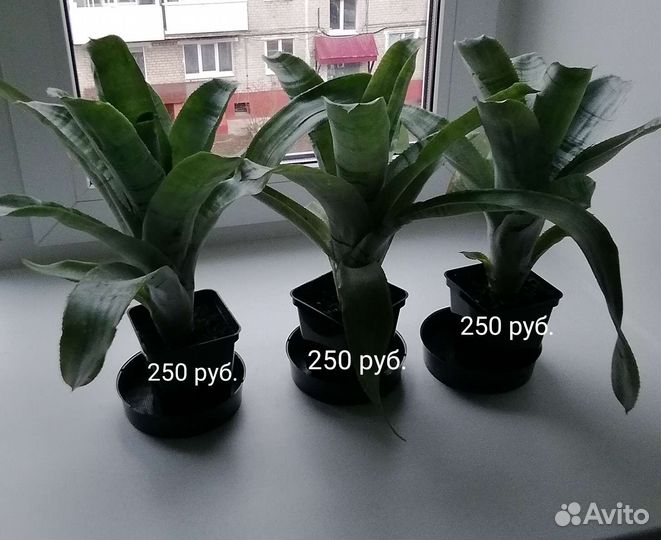 Цветы комнатные