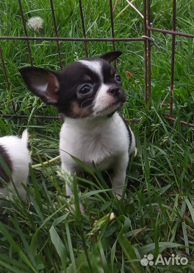 Чихуахуа мини девочка