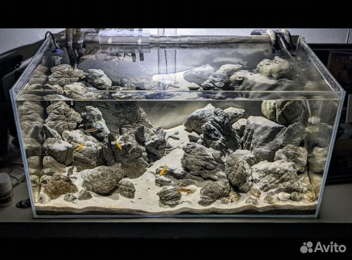 Elephant stone / камень слон