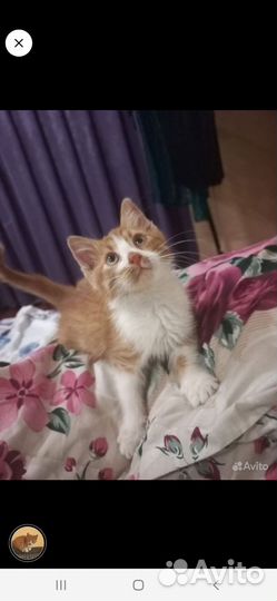 Кошка в дар мальчик