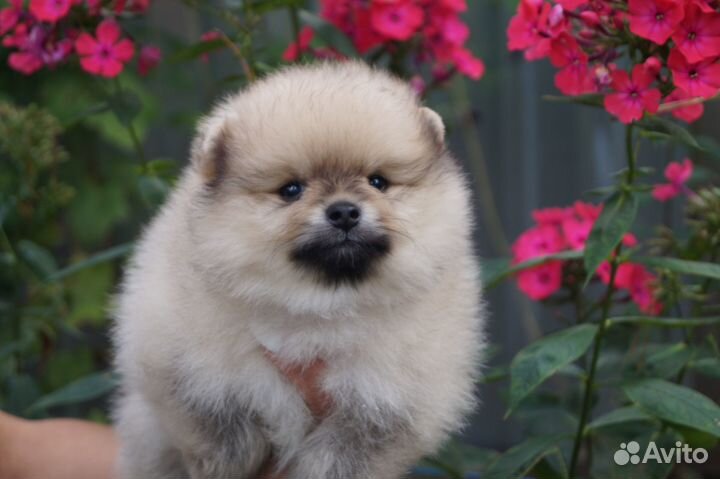 Пушистое чудо- мальчик