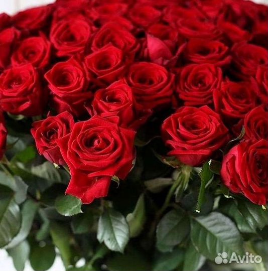 Букет роз 101 роза 51 роза