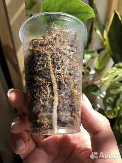 Сциндапсус пиктус