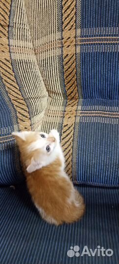 Котёнок рыжий с белым девочка