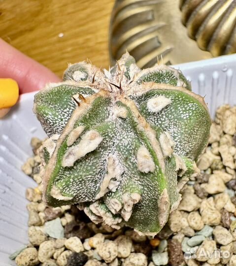 Кактус астрофитум мириостигма культивары