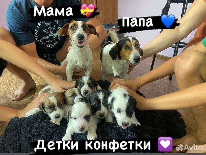 Щенки джек рассел терьер