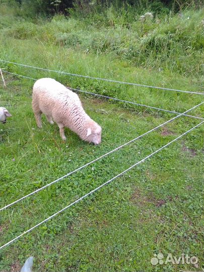 Барашек Куйбышевский