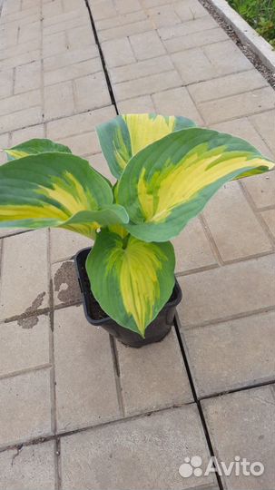 Хоста (коллекционные и редкие сорта)