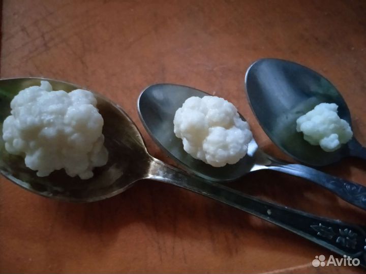 Детки грибка кефирного