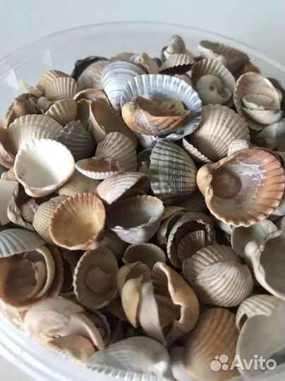 Морские ракушки