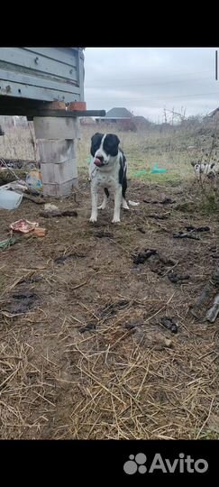 Собаки щенки