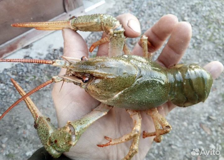 Живые раки Жуковский