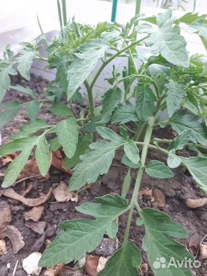 Рассада помидор