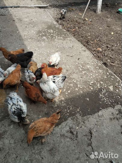 Куры несушки