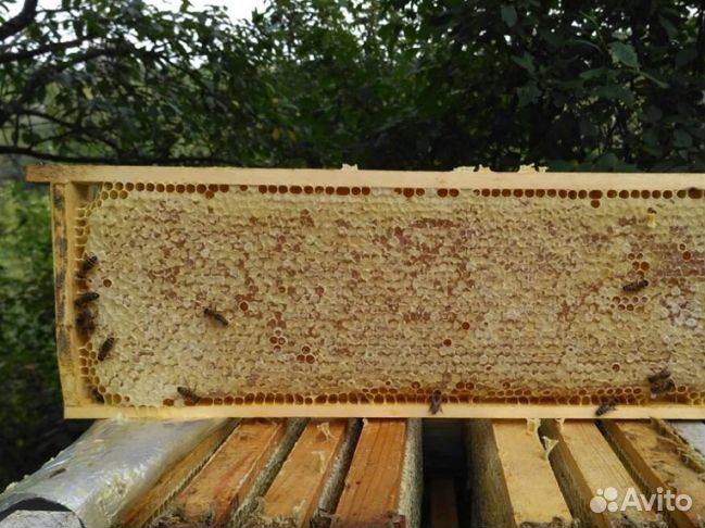 Мед 2024 года из Алтая опт