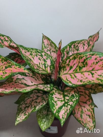 Аглаонема споттед