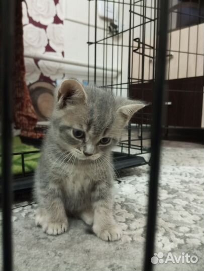 Шотландские котята