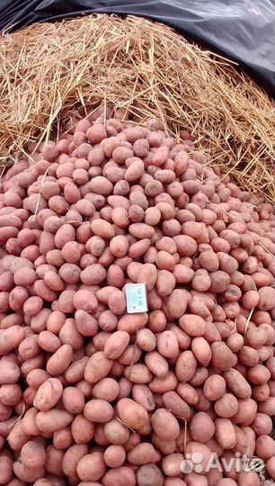 Картофель семенной