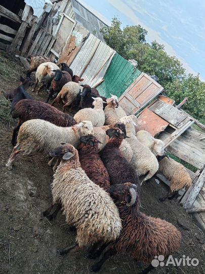 Продажа баранов и овец