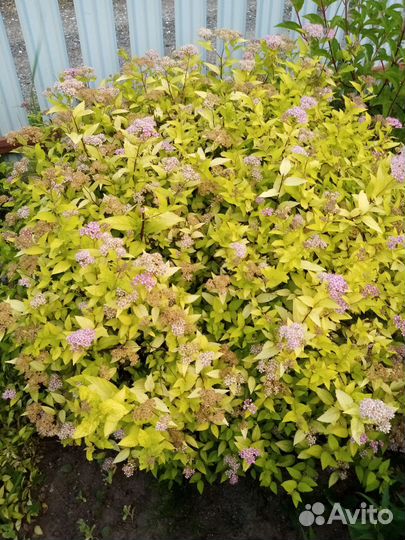 Спирея японская