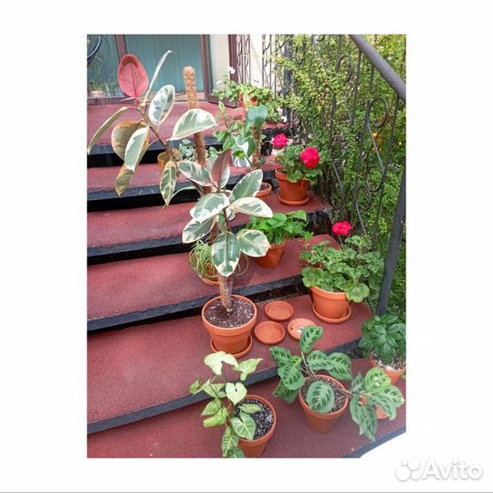 Озеленение, уход за растениями, фитодизайн