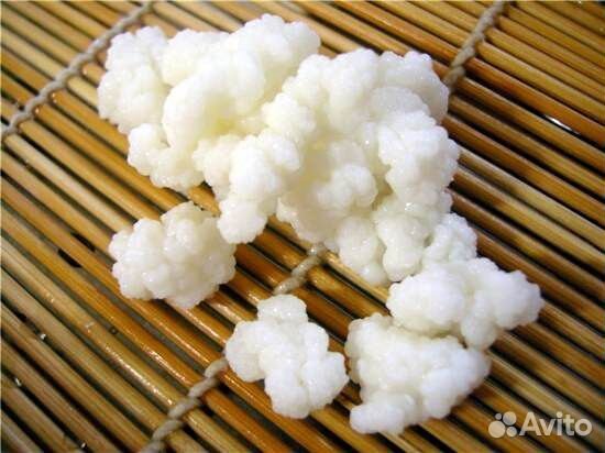 Тибетский молочный гриб