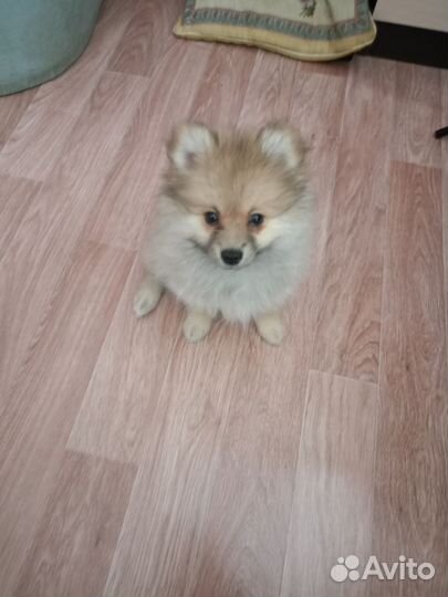 Померанский шпиц