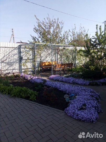 Многолетники для сада