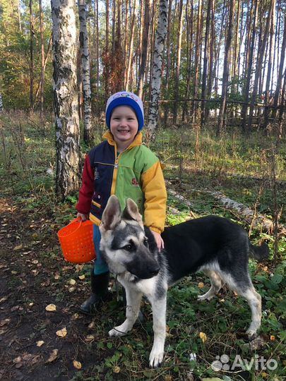 Собака