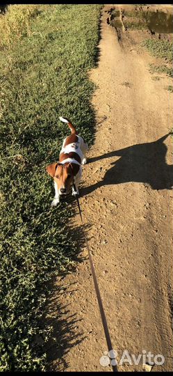 Вязка. Джек Рассел терьер вязка