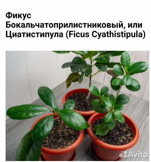 Фикус циатистипула