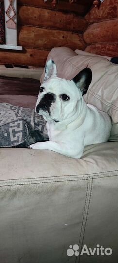 Французский бульдог кабель вязка