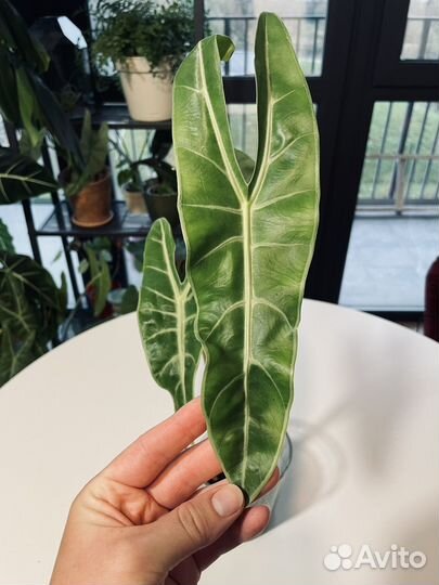 Алоказия лонгилоба, гагеана