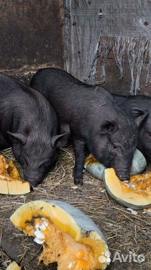 Вьетнамские вислобрюхие поросята