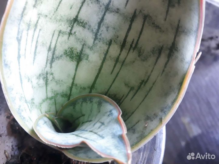 Сансевьерии сортовые