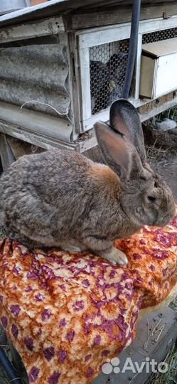 Кролики, шиншилла, калифорнийские,фландр
