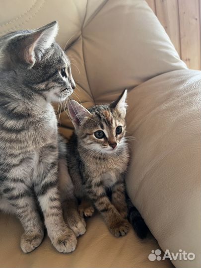 Котенок