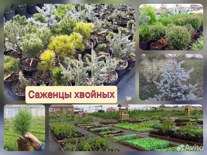 Саженцы хвойных